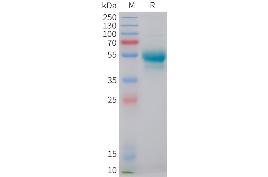 SDS-PAGE - Recombinant Human IL-7 Protein (C-terminal hFc Tag) (A332850) - Antibodies.com