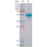 SDS-PAGE - Recombinant Human IL-7 Protein (C-terminal hFc Tag) (A332850) - Antibodies.com