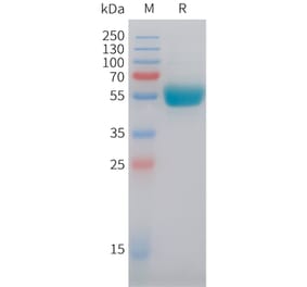 SDS-PAGE - Recombinant Human IL-29 Protein (C-terminal hFc Tag) (A332851) - Antibodies.com