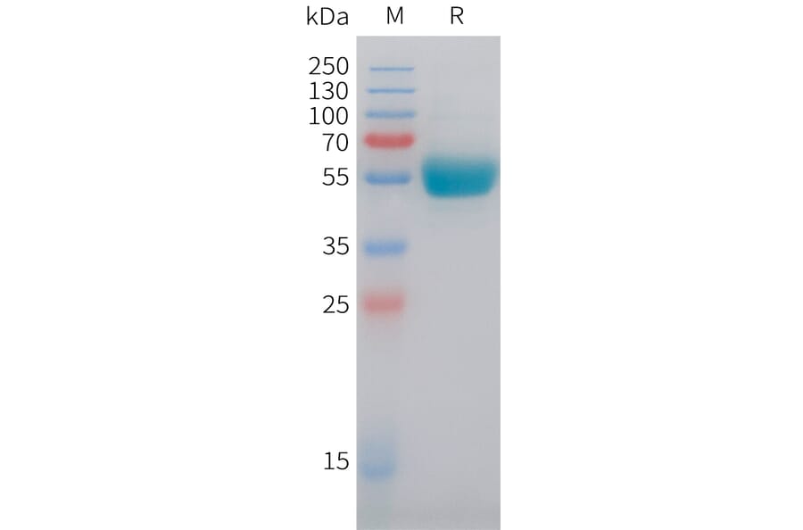SDS-PAGE - Recombinant Human IL-29 Protein (C-terminal hFc Tag) (A332851) - Antibodies.com