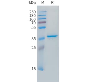 SDS-PAGE - Recombinant Human IGF2 Protein (N-terminal hFc Tag) (A332854) - Antibodies.com