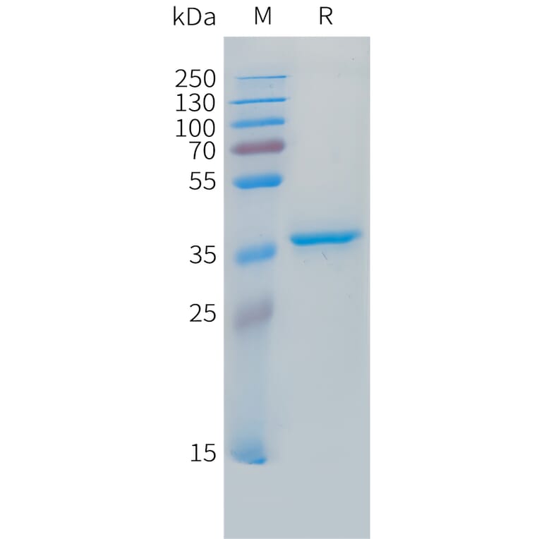 SDS-PAGE - Recombinant Human IGF2 Protein (N-terminal hFc Tag) (A332854) - Antibodies.com
