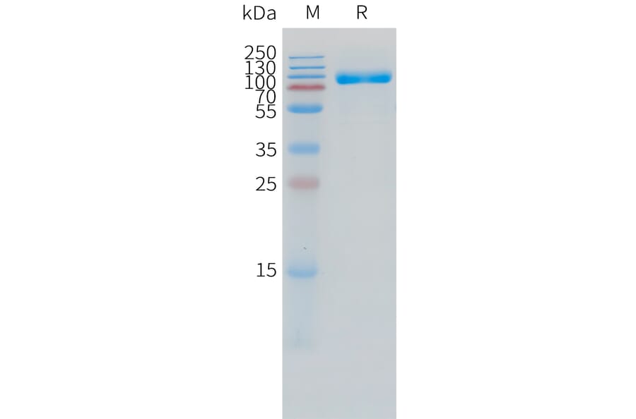 SDS-PAGE - Recombinant Human IL-1R-2 Protein (C-terminal hFc Tag) (A332860) - Antibodies.com