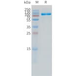SDS-PAGE - Recombinant Human IL-1R-2 Protein (C-terminal hFc Tag) (A332860) - Antibodies.com