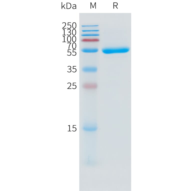 SDS-PAGE - Recombinant Human IL-1 alpha Protein (C-terminal mFc Tag) (A332861) - Antibodies.com