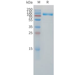 SDS-PAGE - Recombinant Human IL-1R-2 Protein (C-terminal mFc Tag) (A332862) - Antibodies.com