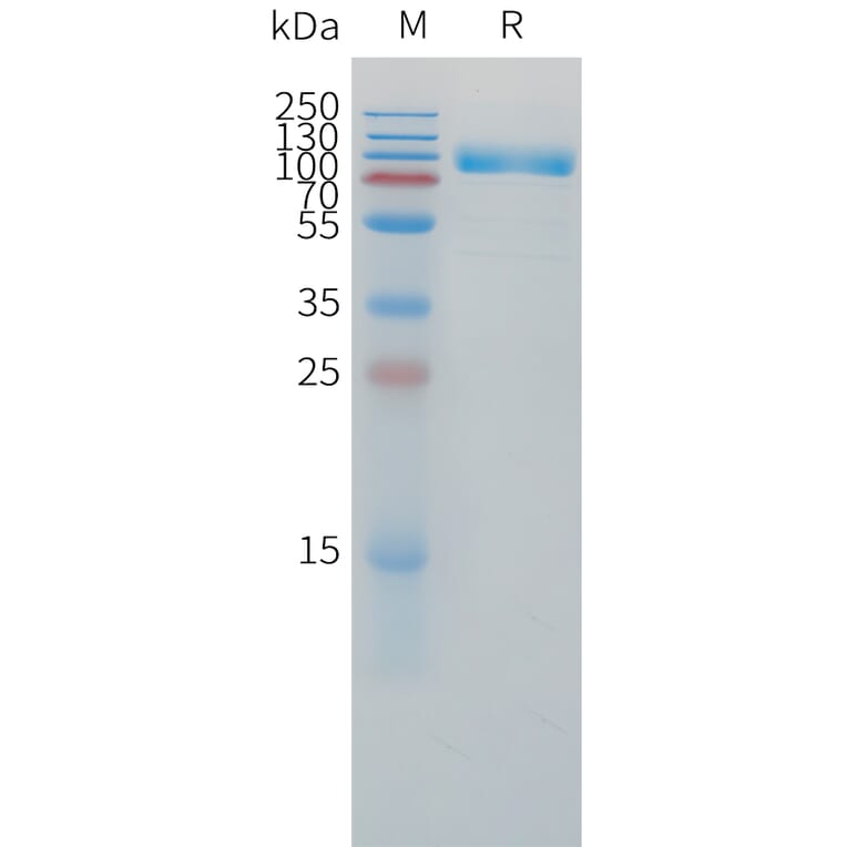 SDS-PAGE - Recombinant Human IL-1R-2 Protein (C-terminal mFc Tag) (A332862) - Antibodies.com