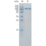 SDS-PAGE - Recombinant Human IL-1R-2 Protein (C-terminal mFc Tag) (A332862) - Antibodies.com