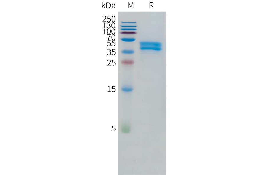SDS-PAGE - Recombinant Human OR1A1 Protein (C-terminal hFc Tag) (A332868) - Antibodies.com