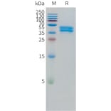 SDS-PAGE - Recombinant Human OR1A1 Protein (C-terminal hFc Tag) (A332868) - Antibodies.com