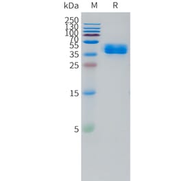 SDS-PAGE - Recombinant Human TRH-R Protein (C-terminal hFc Tag) (A332869) - Antibodies.com