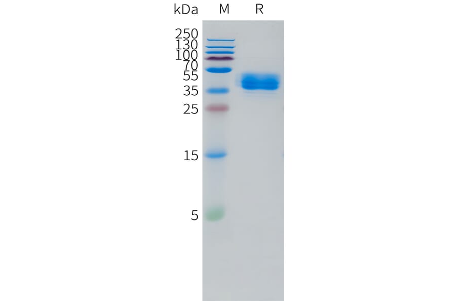 SDS-PAGE - Recombinant Human TRH-R Protein (C-terminal hFc Tag) (A332869) - Antibodies.com