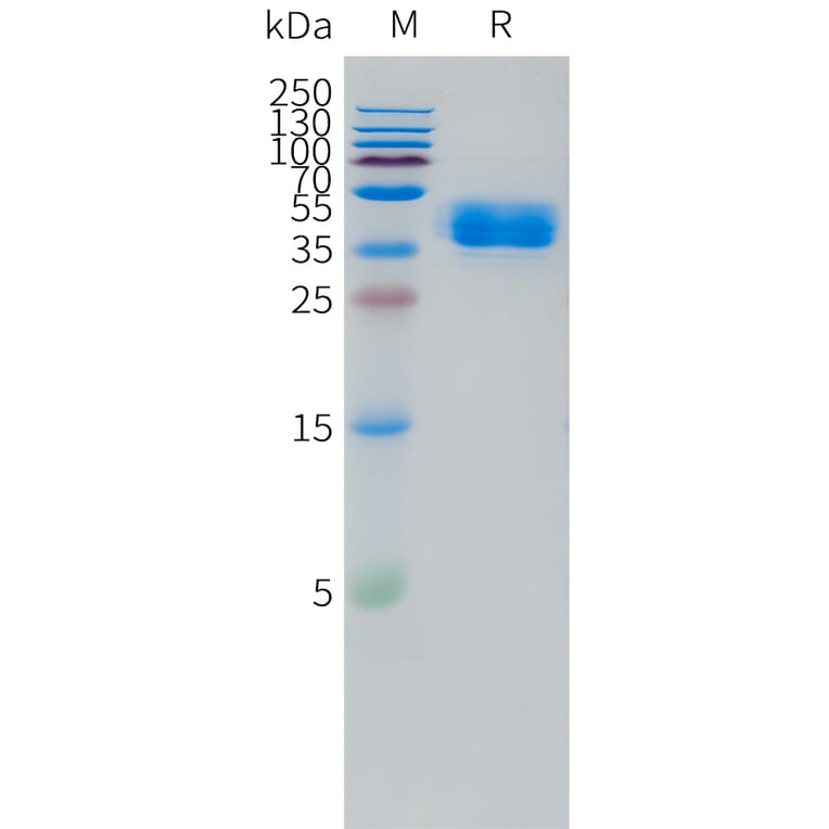 SDS-PAGE - Recombinant Human TRH-R Protein (C-terminal hFc Tag) (A332869) - Antibodies.com