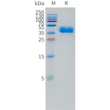 SDS-PAGE - Recombinant Human TRH-R Protein (C-terminal hFc Tag) (A332869) - Antibodies.com