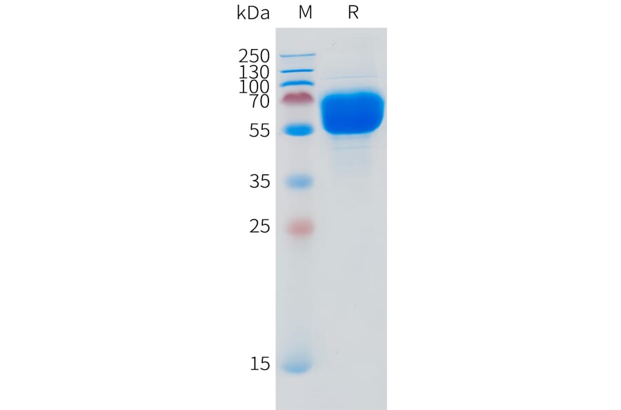 SDS-PAGE - Recombinant Human SLC44A4 Protein (N-terminal hFc Tag) (A332873) - Antibodies.com