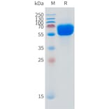SDS-PAGE - Recombinant Human SLC44A4 Protein (N-terminal hFc Tag) (A332873) - Antibodies.com