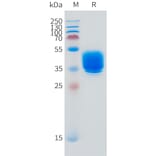 SDS-PAGE - Recombinant Human GPCR TGR5 Protein (C-terminal hFc Tag) (A332874) - Antibodies.com