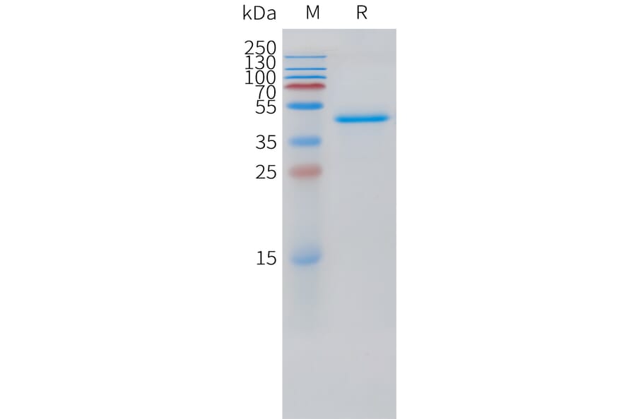 SDS-PAGE - Recombinant Human VEGFD Protein (C-terminal hFc Tag) (A332876) - Antibodies.com