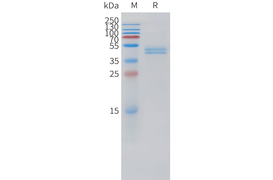 SDS-PAGE - Recombinant Human CD3G Protein (C-terminal hFc Tag) (A332877) - Antibodies.com