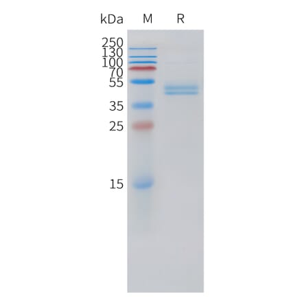 SDS-PAGE - Recombinant Human CD3G Protein (C-terminal hFc Tag) (A332877) - Antibodies.com