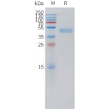 SDS-PAGE - Recombinant Human CD3G Protein (C-terminal hFc Tag) (A332877) - Antibodies.com