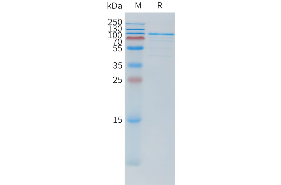 SDS-PAGE - Recombinant Human TSHR Protein (N-terminal hFc Tag) (A332878) - Antibodies.com