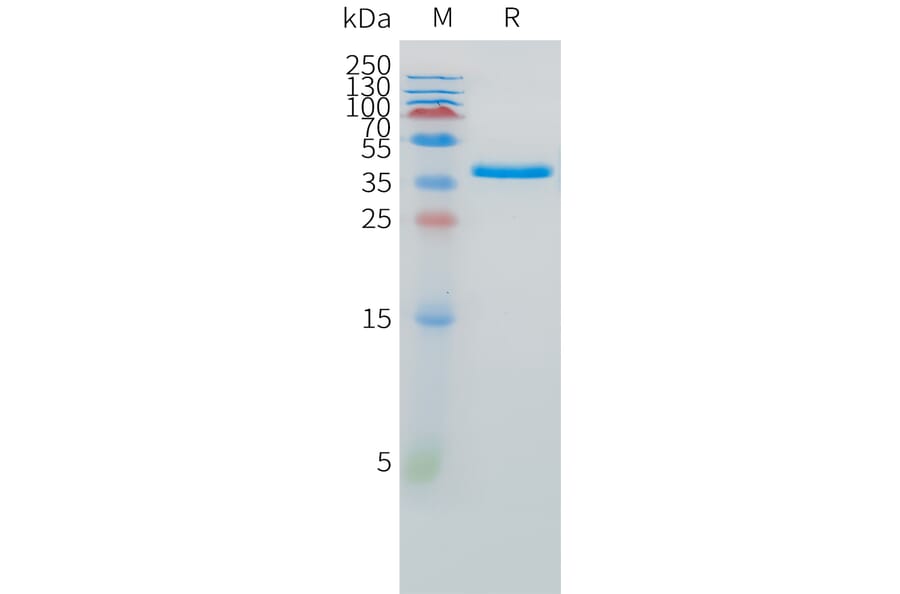 SDS-PAGE - Recombinant Human SPARC Protein (C-terminal 10xHis Tag) (A332881) - Antibodies.com
