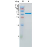 SDS-PAGE - Recombinant Human SPARC Protein (C-terminal 10xHis Tag) (A332881) - Antibodies.com