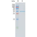 SDS-PAGE - Recombinant Human STEAP1 Protein (N-terminal hFc Tag) (A332884) - Antibodies.com