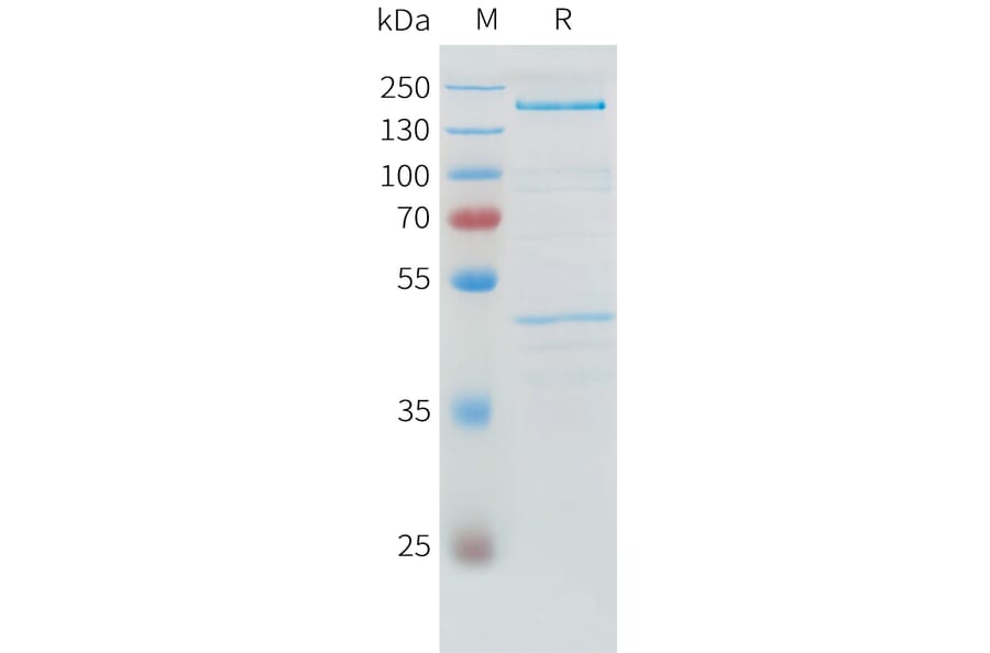 SDS-PAGE - Recombinant Human ADAMTS13 Protein (C-terminal 3xFlag Tag) (A332886) - Antibodies.com