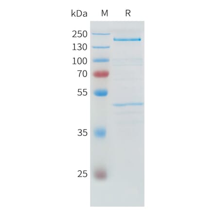 SDS-PAGE - Recombinant Human ADAMTS13 Protein (C-terminal 3xFlag Tag) (A332886) - Antibodies.com