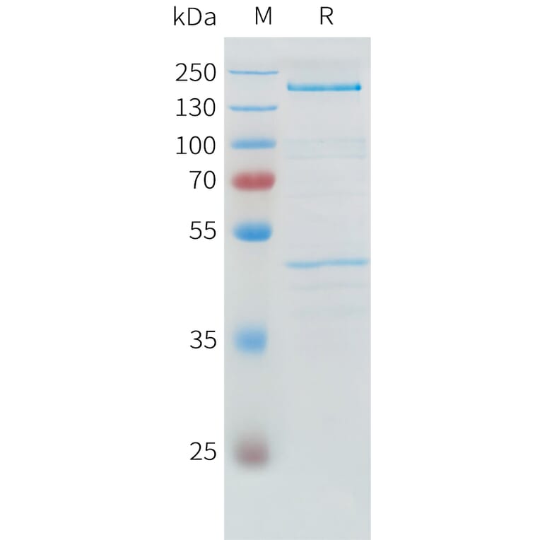 SDS-PAGE - Recombinant Human ADAMTS13 Protein (C-terminal 3xFlag Tag) (A332886) - Antibodies.com