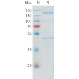 SDS-PAGE - Recombinant Human ADAMTS13 Protein (C-terminal 3xFlag Tag) (A332886) - Antibodies.com