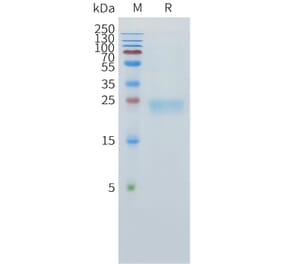 SDS-PAGE - Recombinant Human TL1A Protein (C-terminal 10xHis Tag) (A332890) - Antibodies.com