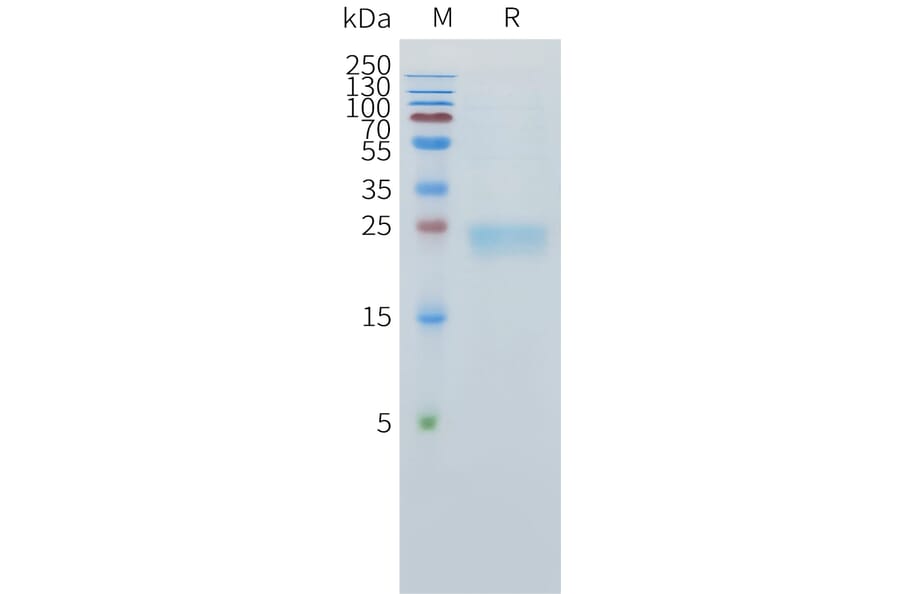 SDS-PAGE - Recombinant Human TL1A Protein (C-terminal 10xHis Tag) (A332890) - Antibodies.com