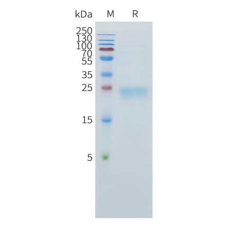 SDS-PAGE - Recombinant Human TL1A Protein (C-terminal 10xHis Tag) (A332890) - Antibodies.com