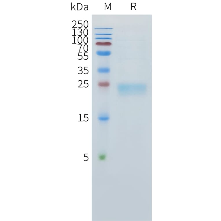 SDS-PAGE - Recombinant Human TL1A Protein (C-terminal 10xHis Tag) (A332890) - Antibodies.com