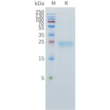 SDS-PAGE - Recombinant Human TL1A Protein (C-terminal 10xHis Tag) (A332890) - Antibodies.com