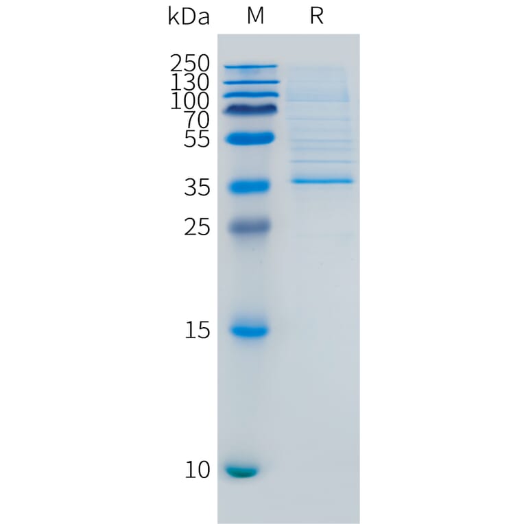 SDS-PAGE - Recombinant Human LY6E Protein (C-terminal hFc Tag) (A332892) - Antibodies.com