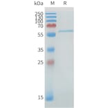 SDS-PAGE - Recombinant Human DLL1 Protein (C-terminal 6xHis Tag) (A332895) - Antibodies.com