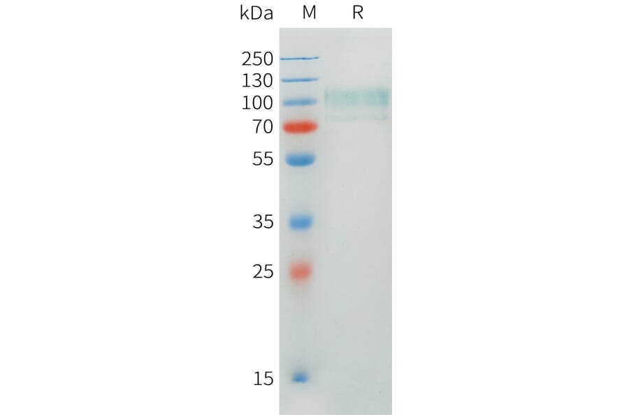 SDS-PAGE - Recombinant Human CADM1 Protein (C-terminal hFc Tag) (A332897) - Antibodies.com