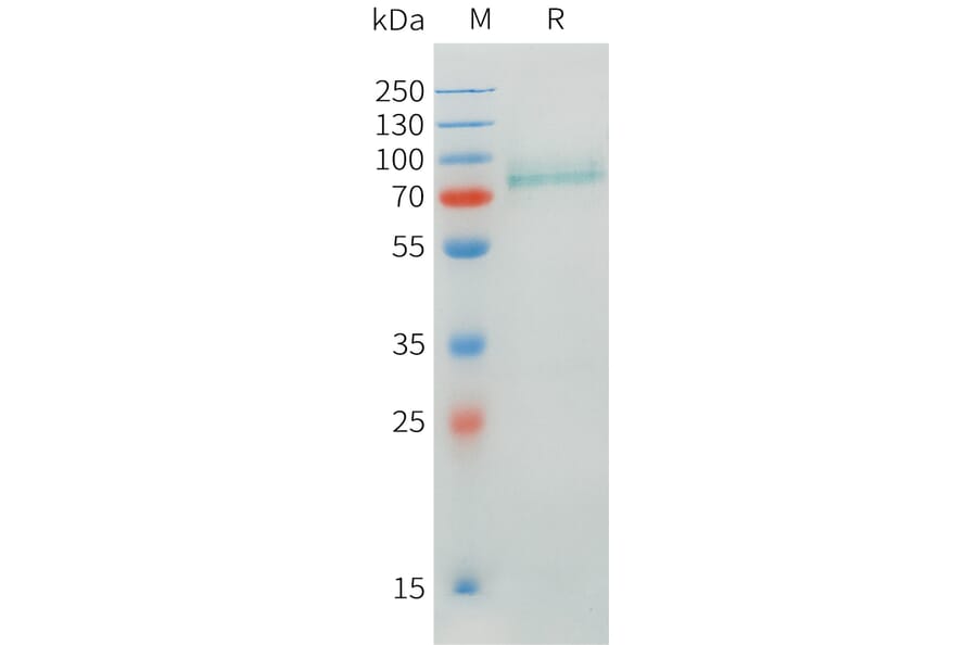 SDS-PAGE - Recombinant Human CRTAM Protein (C-terminal hFc Tag) (A332899) - Antibodies.com