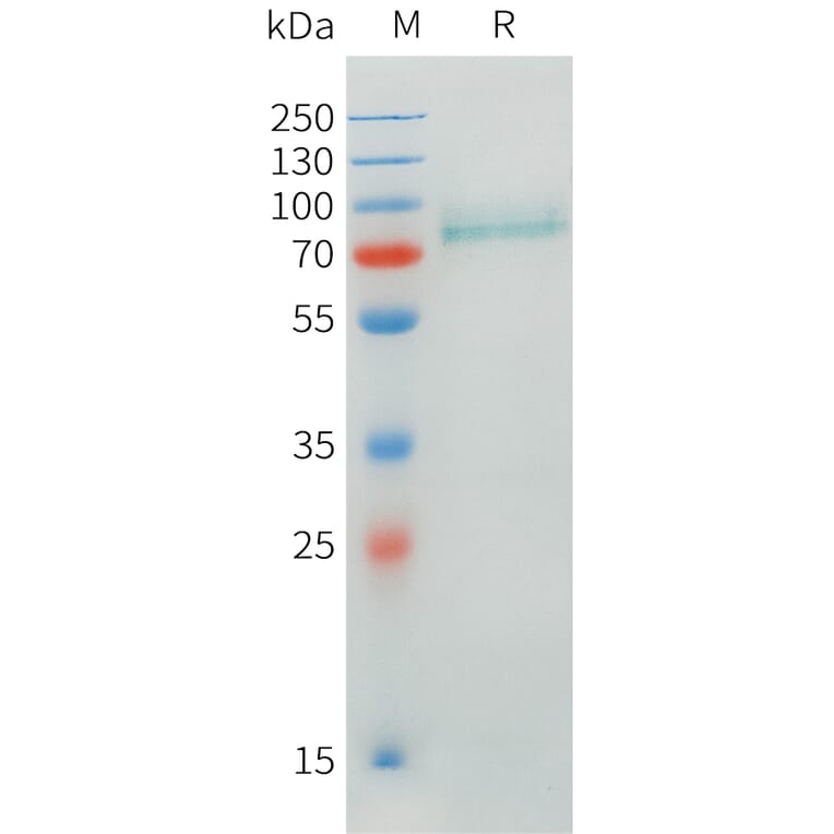 SDS-PAGE - Recombinant Human CRTAM Protein (C-terminal hFc Tag) (A332899) - Antibodies.com