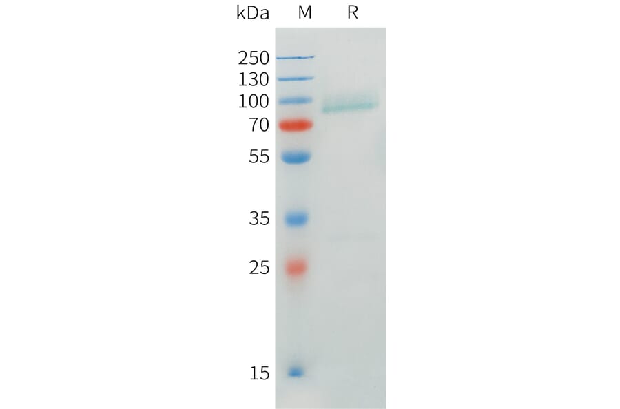 SDS-PAGE - Recombinant Human CRTAM Protein (C-terminal mFc Tag) (A332900) - Antibodies.com
