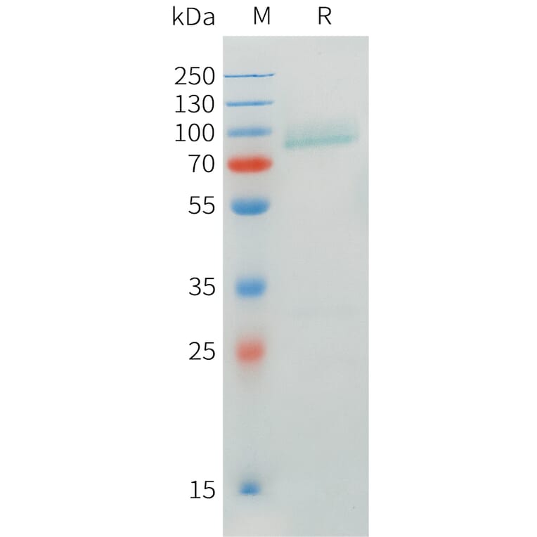 SDS-PAGE - Recombinant Human CRTAM Protein (C-terminal mFc Tag) (A332900) - Antibodies.com