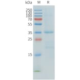 SDS-PAGE - Recombinant Human APOE Protein (C-terminal 6xHis Tag) (A332901) - Antibodies.com