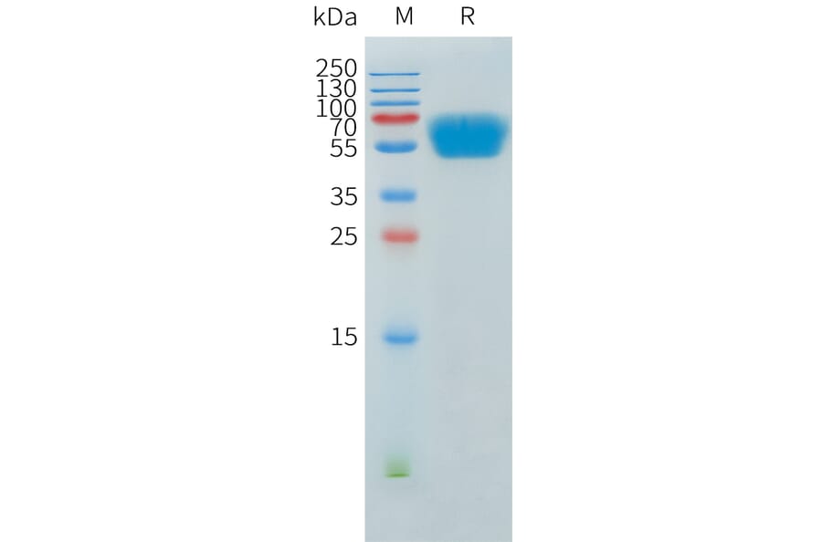 SDS-PAGE - Recombinant Human ACVR2A Protein (C-terminal hFc Tag) (A332903) - Antibodies.com
