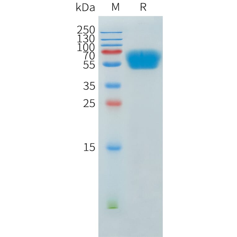 SDS-PAGE - Recombinant Human ACVR2A Protein (C-terminal hFc Tag) (A332903) - Antibodies.com