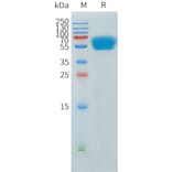 SDS-PAGE - Recombinant Human ACVR2A Protein (C-terminal hFc Tag) (A332903) - Antibodies.com