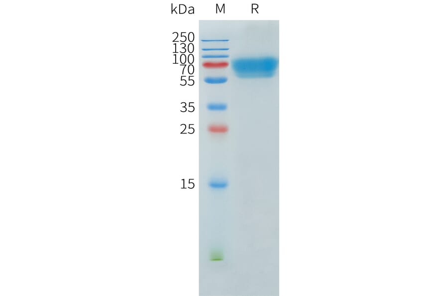 SDS-PAGE - Recombinant Human ACVR2B Protein (C-terminal hFc Tag) (A332904) - Antibodies.com